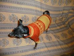 фотография свитер для собаки