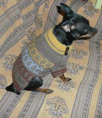 фотография свитер для собаки