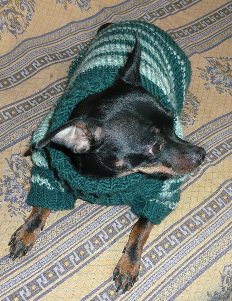 фото свитер для собаки
