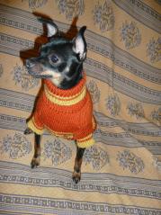изображение свитер для собаки